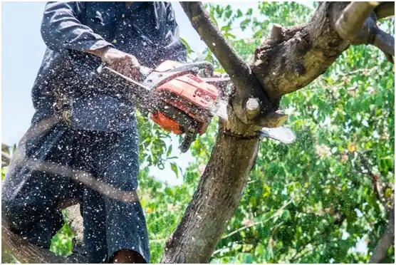 tree services Tyler Run